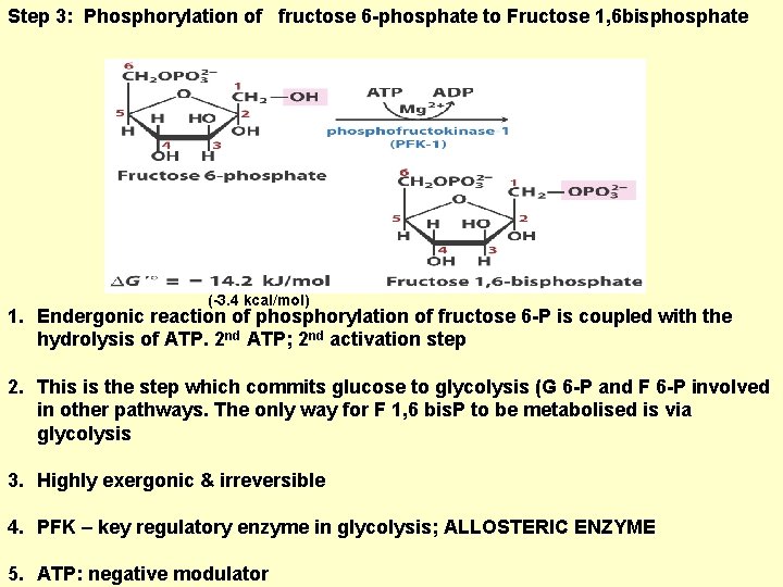 Step 3: Phosphorylation of fructose 6 -phosphate to Fructose 1, 6 bisphosphate (-3. 4