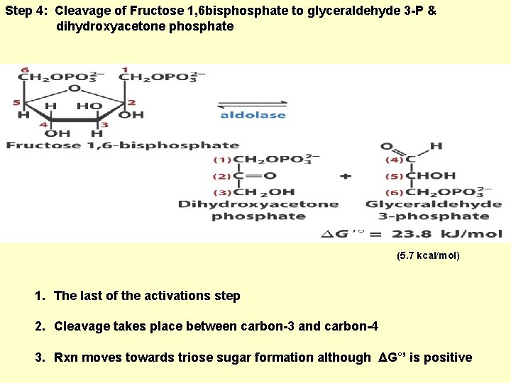 Step 4: Cleavage of Fructose 1, 6 bisphosphate to glyceraldehyde 3 -P & dihydroxyacetone
