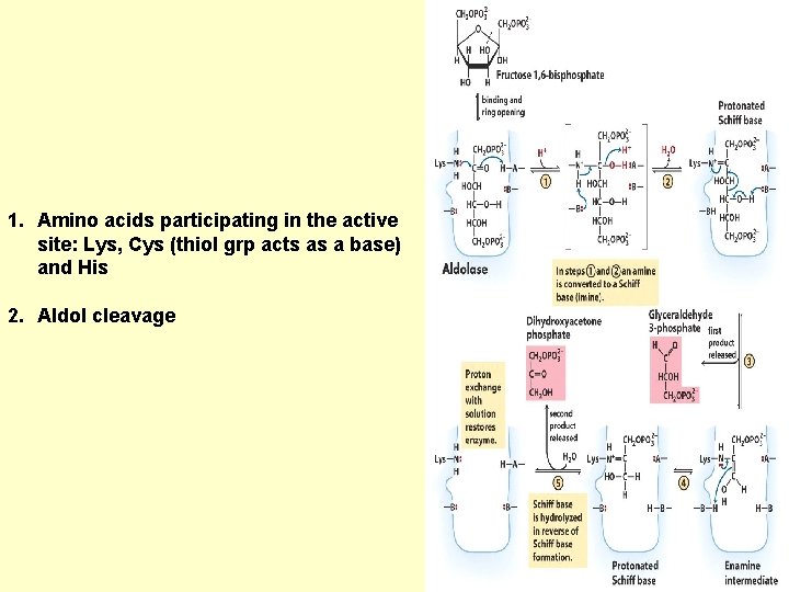 1. Amino acids participating in the active site: Lys, Cys (thiol grp acts as