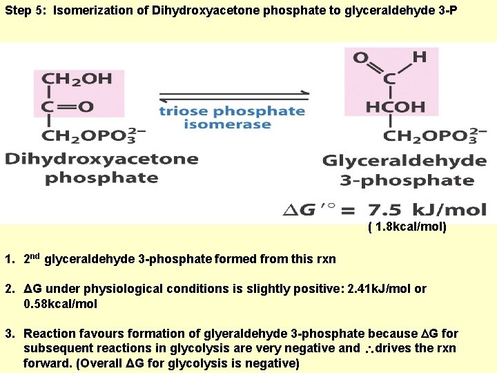 Step 5: Isomerization of Dihydroxyacetone phosphate to glyceraldehyde 3 -P ( 1. 8 kcal/mol)