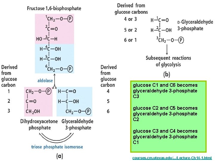 glucose C 1 and C 6 becomes glyceraldehyde 3 -phosphate C 3 glucose C