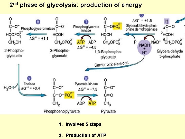 2 nd phase of glycolysis: production of energy 1. Involves 5 steps 2. Production