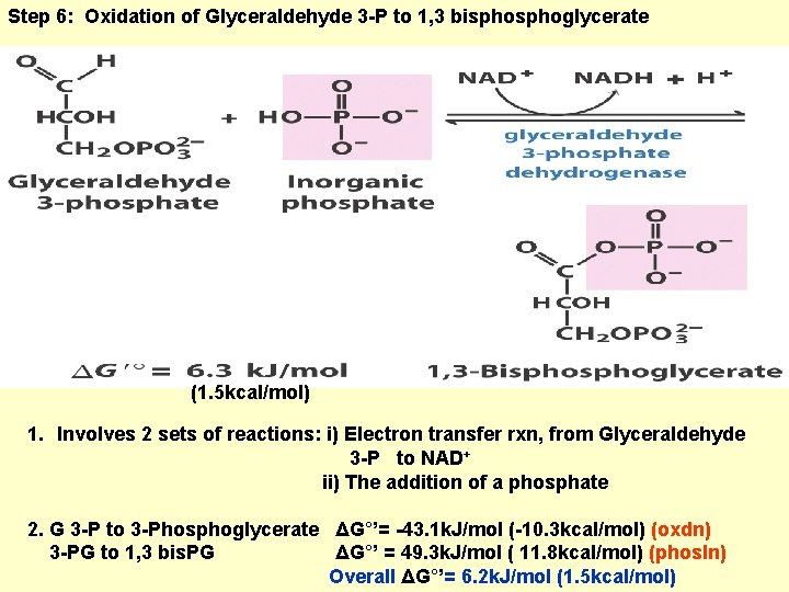 Step 6: Oxidation of Glyceraldehyde 3 -P to 1, 3 bisphoglycerate (1. 5 kcal/mol)