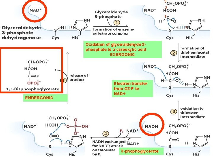 3 2 1 Oxidation of glyceraldehyde 3 phosphate to a carboxylic acid EXERGONIC ENDERGONIC