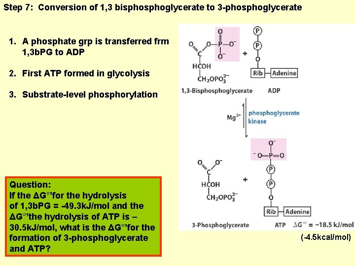 Step 7: Conversion of 1, 3 bisphoglycerate to 3 -phosphoglycerate 1. A phosphate grp