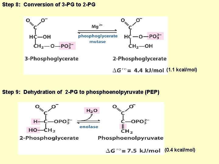 Step 8: Conversion of 3 -PG to 2 -PG (1. 1 kcal/mol) Step 9: