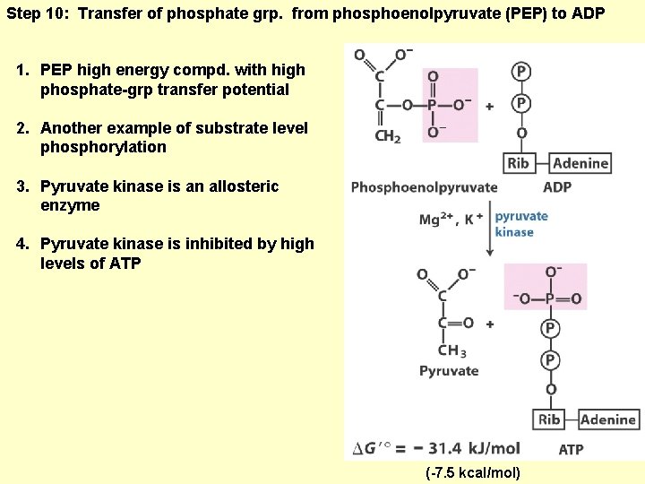 Step 10: Transfer of phosphate grp. from phosphoenolpyruvate (PEP) to ADP 1. PEP high