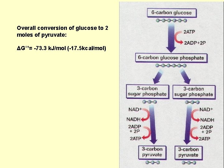 Overall conversion of glucose to 2 moles of pyruvate: ΔG°’= -73. 3 k. J/mol