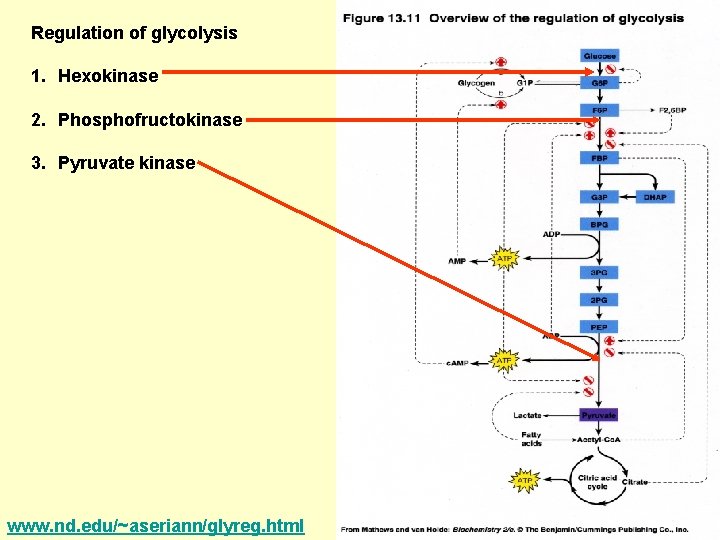 Regulation of glycolysis 1. Hexokinase 2. Phosphofructokinase 3. Pyruvate kinase www. nd. edu/~aseriann/glyreg. html