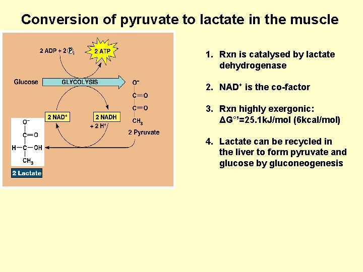 Conversion of pyruvate to lactate in the muscle 1. Rxn is catalysed by lactate