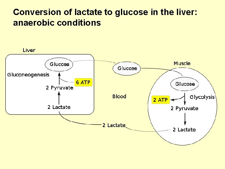 Conversion of lactate to glucose in the liver: anaerobic conditions 