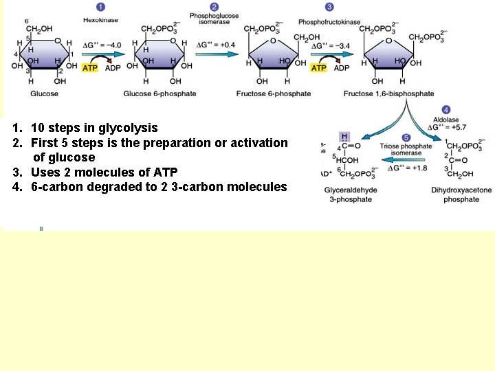 1. 10 steps in glycolysis 2. First 5 steps is the preparation or activation