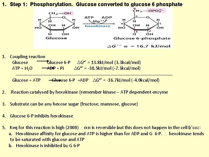1. Step 1: Phosphorylation. Glucose converted to glucose 6 phosphate 1. Coupling reaction Glucose