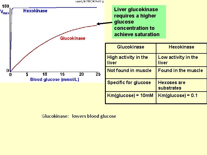 Liver glucokinase requires a higher glucose concentration to achieve saturation Glucokinase Hexokinase High activity