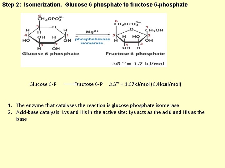 Step 2: Isomerization. Glucose 6 phosphate to fructose 6 -phosphate Glucose 6 -P Fructose