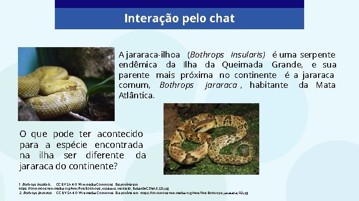 Interação pelo chat A jararaca-ilhoa (Bothrops insularis) é uma serpente endêmica da Ilha da