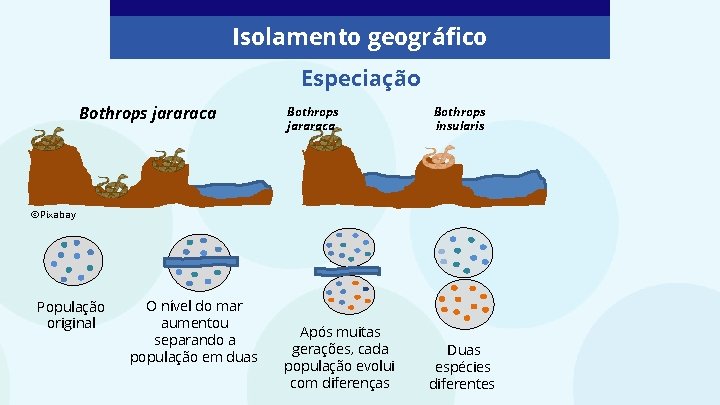Isolamento geográfico Especiação Bothrops jararaca Bothrops insularis ©Pixabay População original O nível do mar