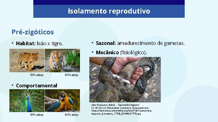 Isolamento reprodutivo Pré-zigóticos • ©Pixabay • • • Habitat: leão x tigre. Sazonal: amadurecimento