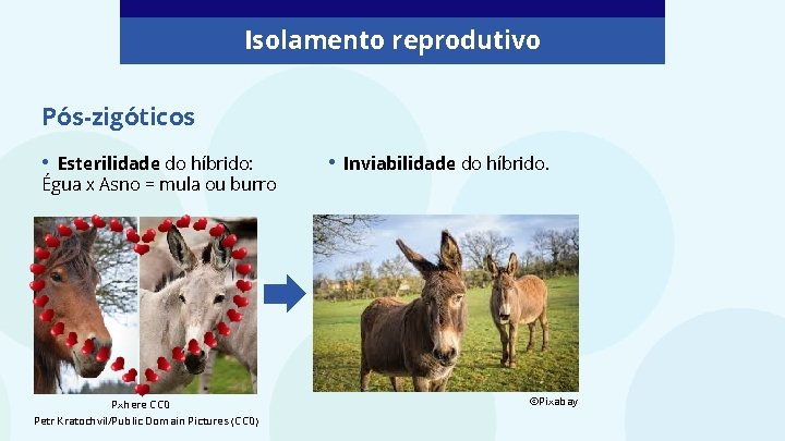Isolamento reprodutivo Pós-zigóticos • Esterilidade do híbrido: Égua x Asno = mula ou burro