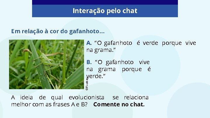 Interação pelo chat Em relação à cor do gafanhoto… A. “O gafanhoto é verde