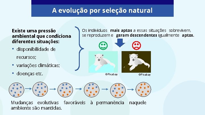 A evolução por seleção natural Existe uma pressão ambiental que condiciona diferentes situações: •