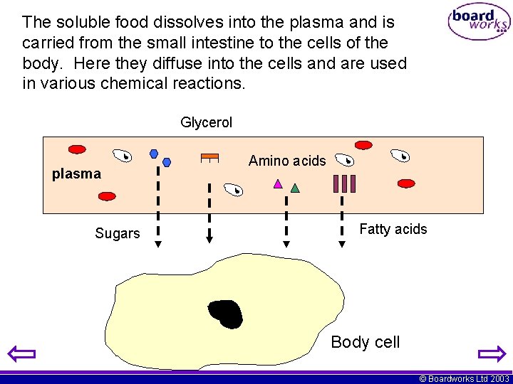 The soluble food dissolves into the plasma and is carried from the small intestine