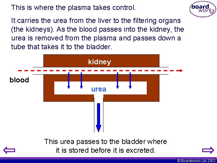 This is where the plasma takes control. It carries the urea from the liver