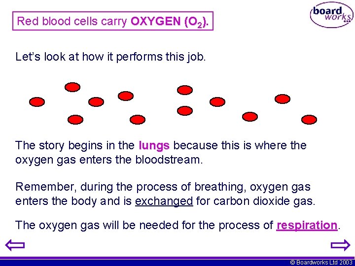 Red blood cells carry OXYGEN (O 2). Let’s look at how it performs this