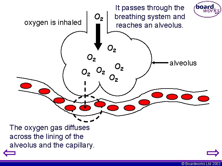 O 2 oxygen is inhaled O 2 It passes through the breathing system and