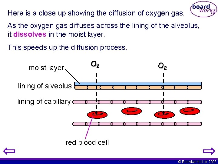 Here is a close up showing the diffusion of oxygen gas. As the oxygen