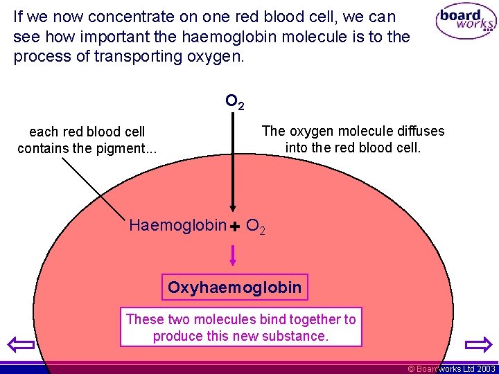 If we now concentrate on one red blood cell, we can see how important