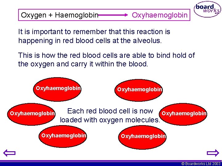 Oxygen + Haemoglobin Oxyhaemoglobin It is important to remember that this reaction is happening