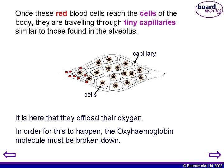 Once these red blood cells reach the cells of the body, they are travelling