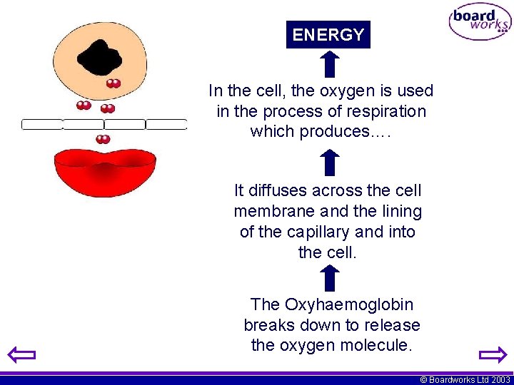 ENERGY In the cell, the oxygen is used in the process of respiration which