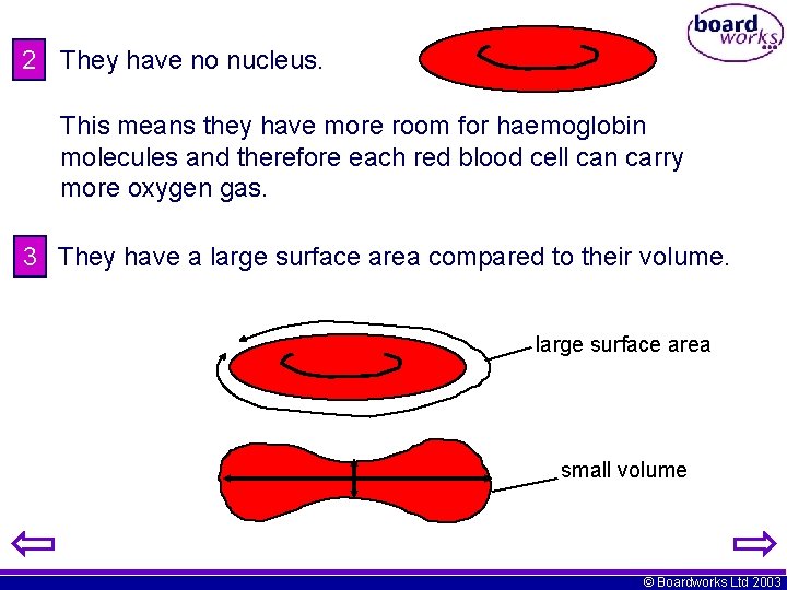 2 They have no nucleus. This means they have more room for haemoglobin molecules