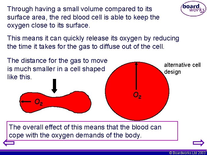 Through having a small volume compared to its surface area, the red blood cell