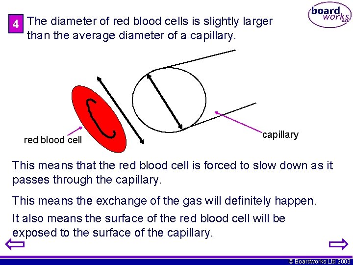 4 The diameter of red blood cells is slightly larger than the average diameter