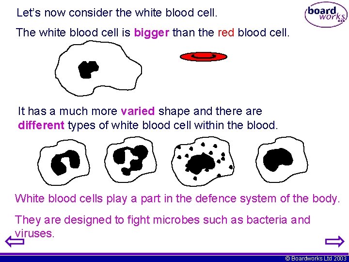 Let’s now consider the white blood cell. The white blood cell is bigger than