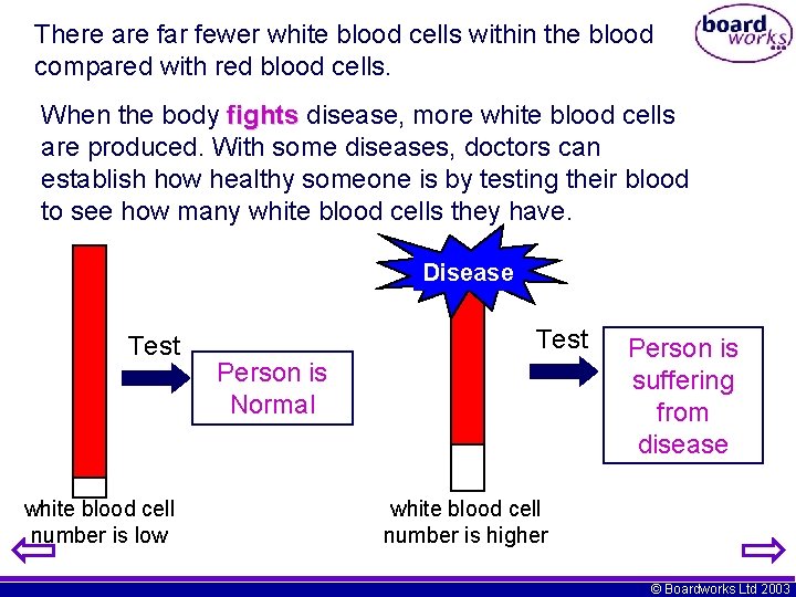 There are far fewer white blood cells within the blood compared with red blood