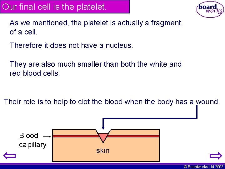 Our final cell is the platelet. As we mentioned, the platelet is actually a