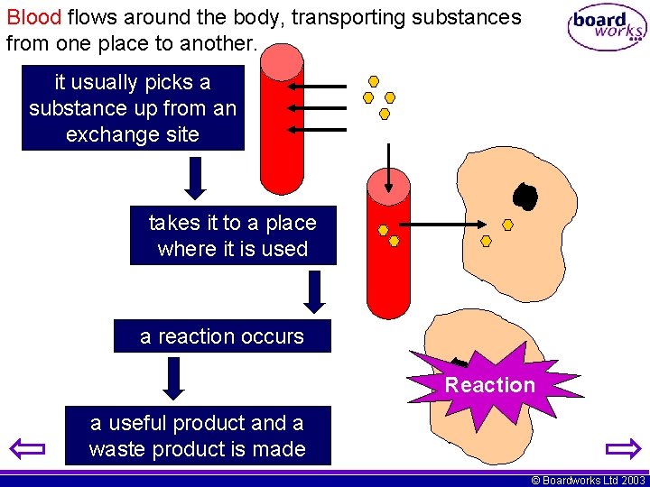 Blood flows around the body, transporting substances from one place to another. it usually