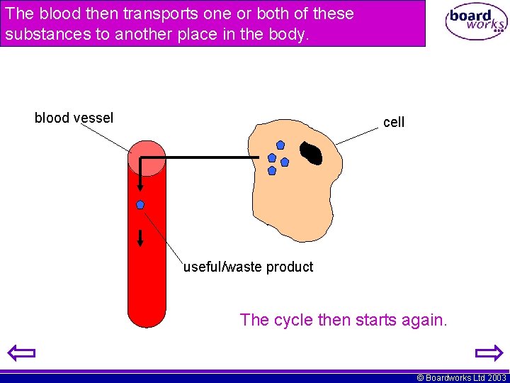 The blood then transports one or both of these substances to another place in