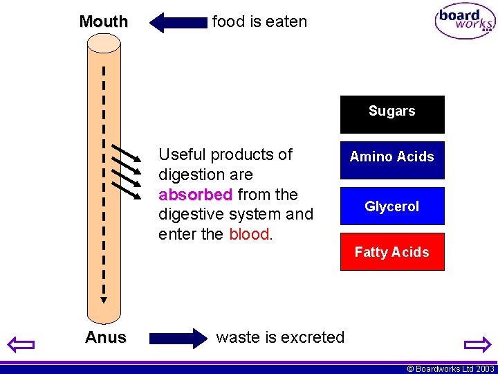 Mouth food is eaten Sugars Useful products of digestion are absorbed from the digestive