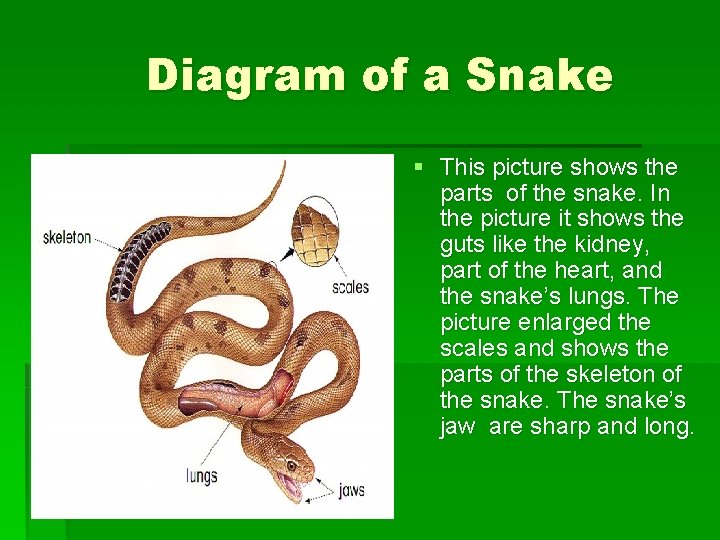 Diagram of a Snake § This picture shows the parts of the snake. In