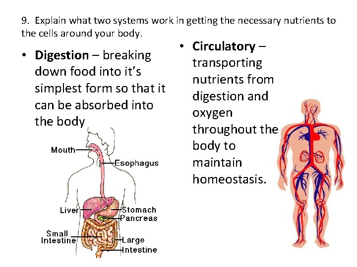 9. Explain what two systems work in getting the necessary nutrients to the cells