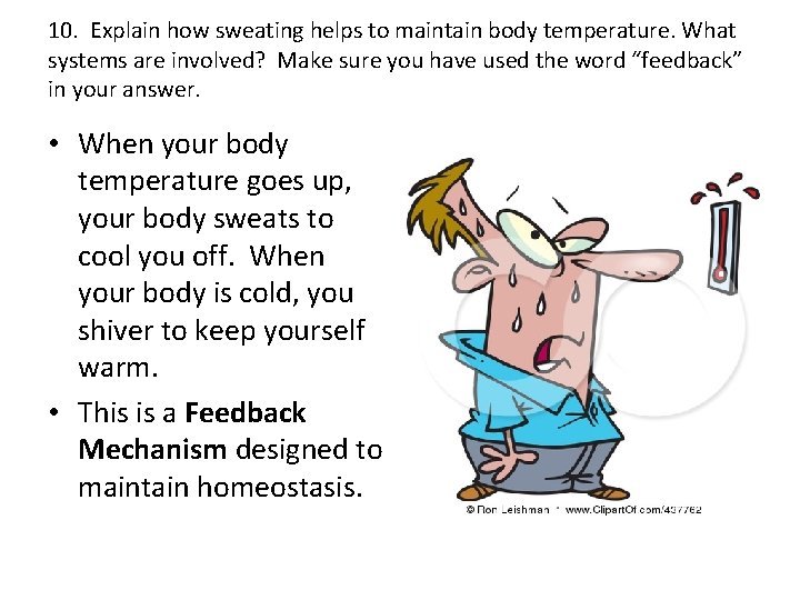 10. Explain how sweating helps to maintain body temperature. What systems are involved? Make