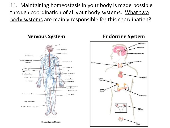 11. Maintaining homeostasis in your body is made possible through coordination of all your