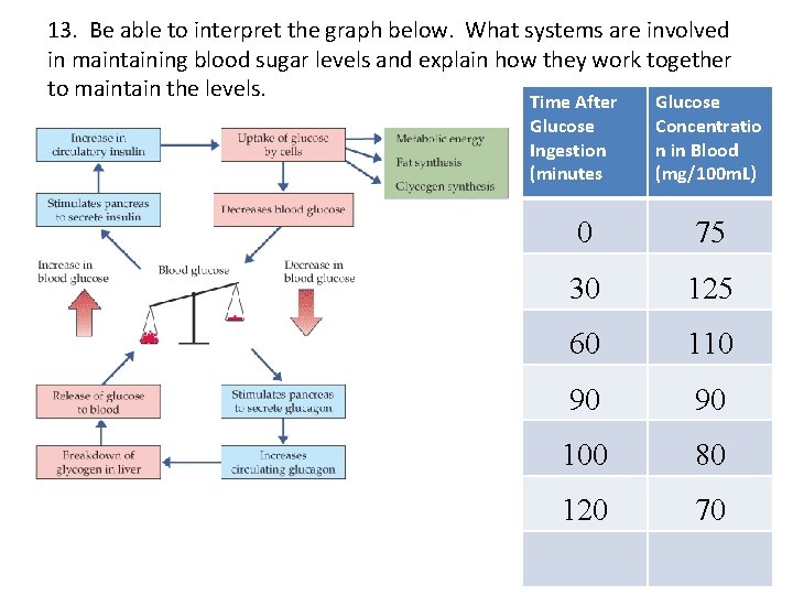 13. Be able to interpret the graph below. What systems are involved in maintaining