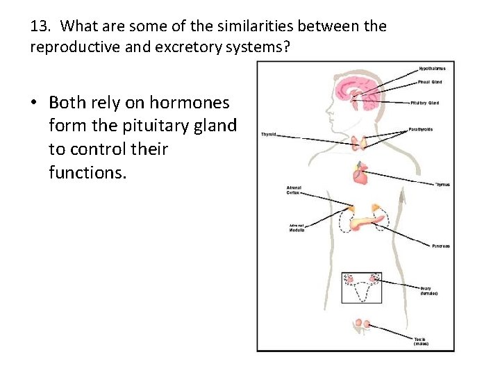 13. What are some of the similarities between the reproductive and excretory systems? •