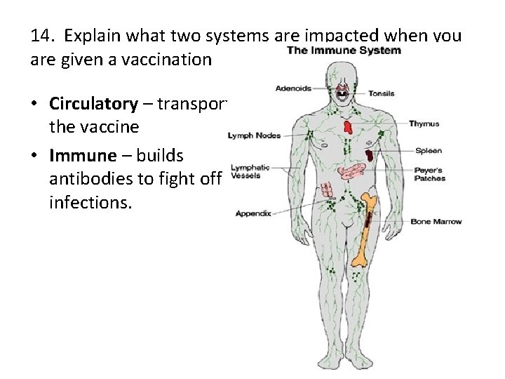14. Explain what two systems are impacted when you are given a vaccination •